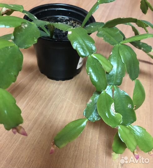 Зигокактус «декабрист «