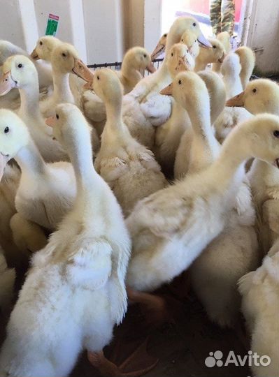 Продаются утята подрощенные оптом