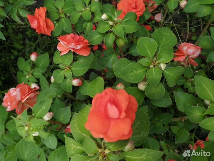 Бальзамин ванька мокрый