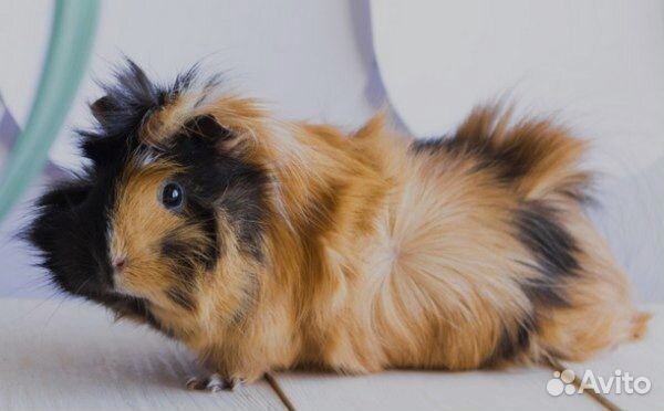 Морская свинка Розеточная