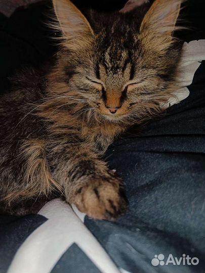 Отдам котенка в добрые руки