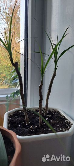 Пальма драцена