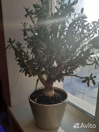 Цветок денежное дерево