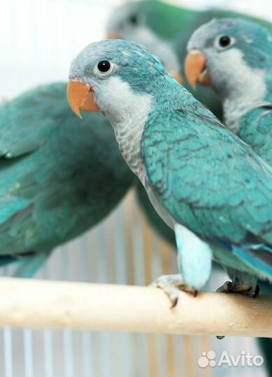 Птенцы калита, квакер, монах