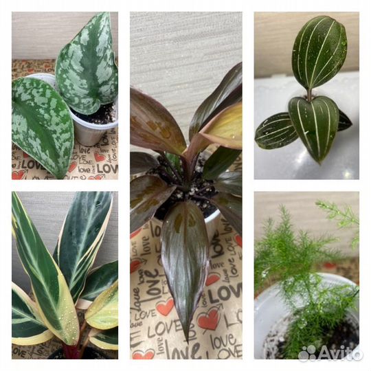 Хойя,строманта,эпипренум,Лудизия,аспарагус