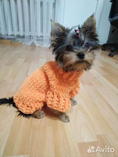 Одежда для маленьких собак