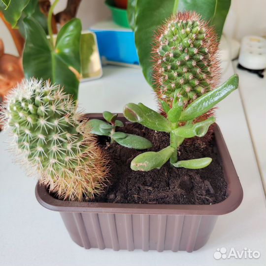 Кактусы и суккуленты