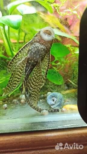 Анциструс вуалевый (присоска)