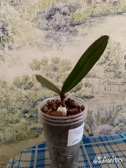 Орхидея фаленопсис детка