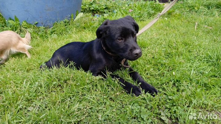 Щенки в добрые руки