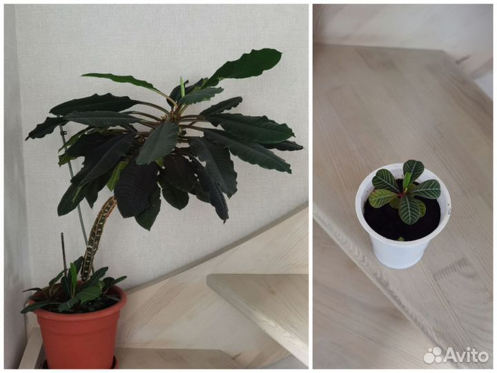 Фикус, Пеларгония и