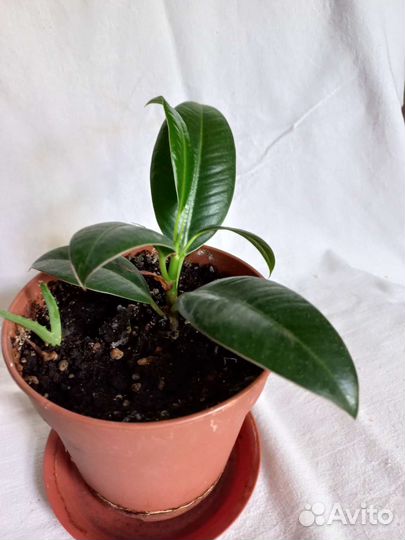 Фикус каучуковый