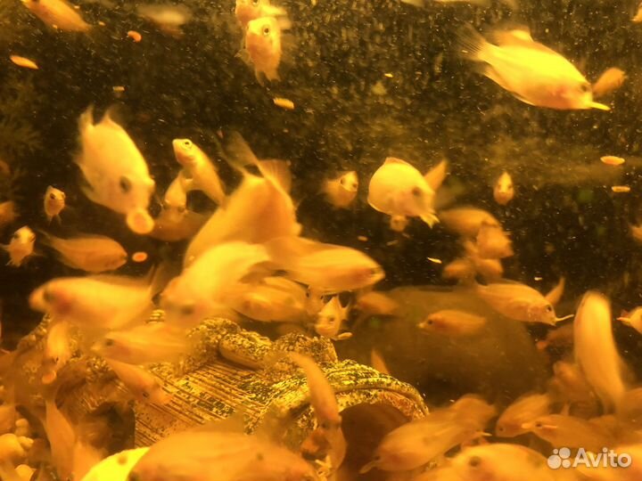 Цихлида фламинго, сапфировый попугайчик