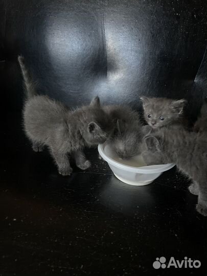 Отдам котят в хорошие руки