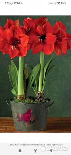 Гиппеаструм красный луковицы, белый семена