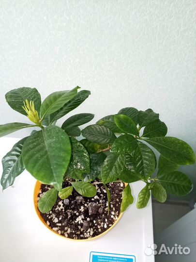 Гардения жасминовидная