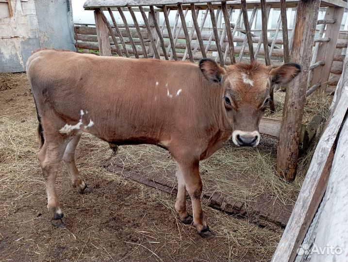 Корова дойная и бычок