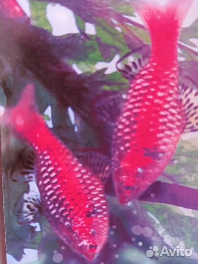 Анцытрусы,скалярии