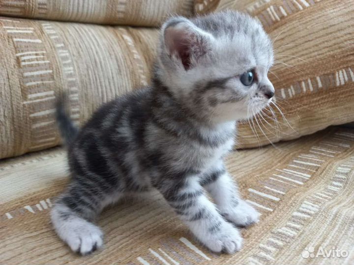 Британская