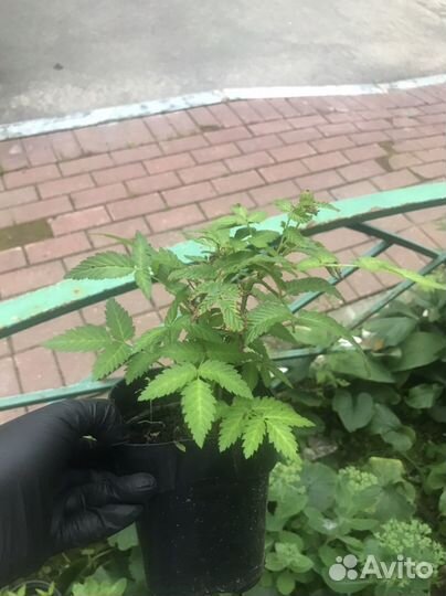 Тибетская малина