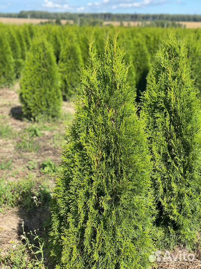 Туя Смарагд 140 см из питомника