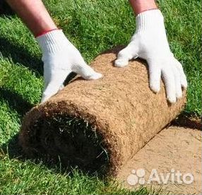 Рулонный газон