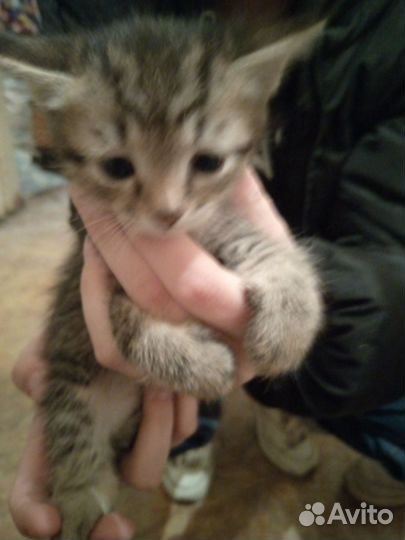 Кошка