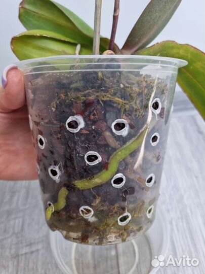 Орхидея фаленопсис детка