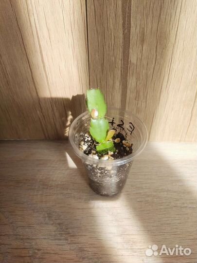 Шлюмбергера