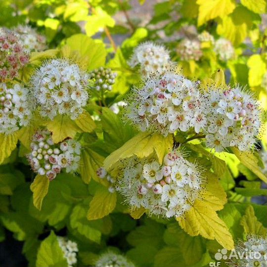 Пузыреплодник Лютеус