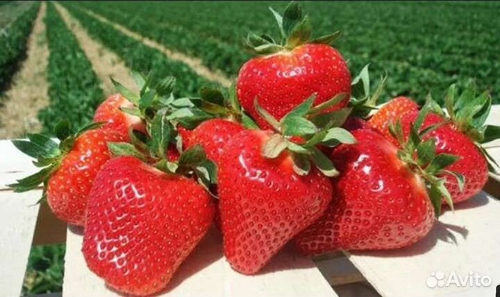Рассада клубники Азия