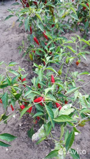 Перец острый, Огонёк