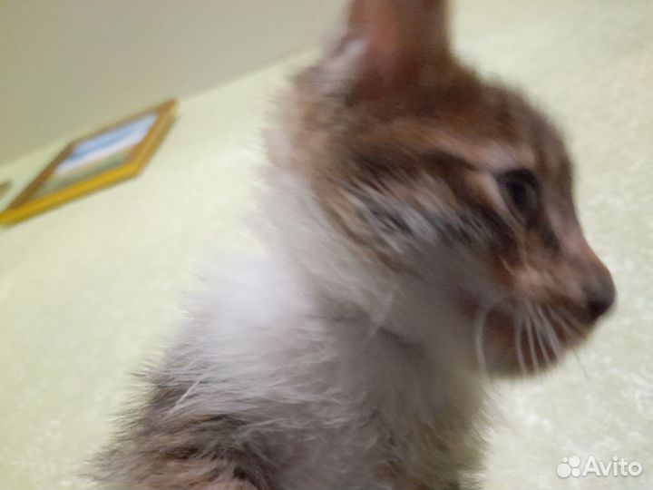 Котята в добрые руки мальчики