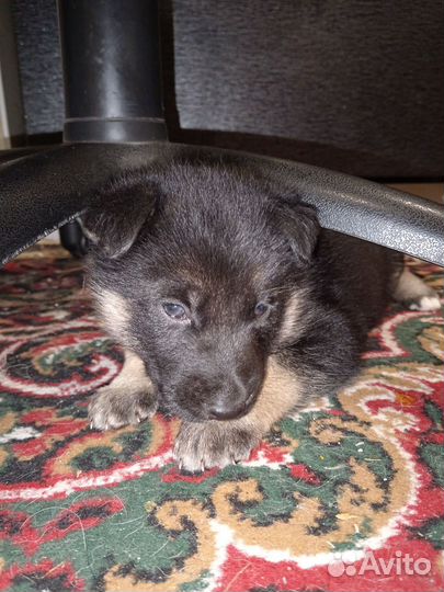 Щенки хаски