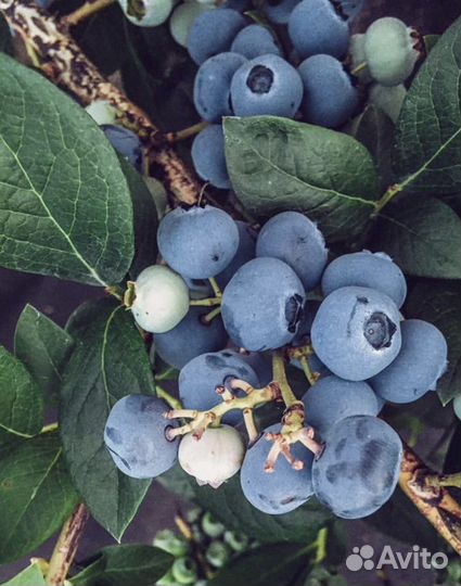 Голубика ягода