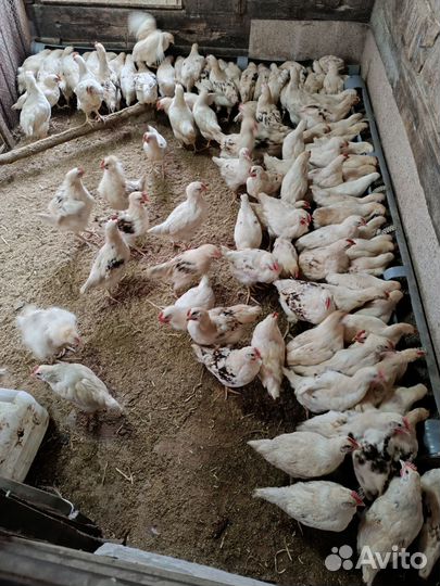 Птицы домашние куры