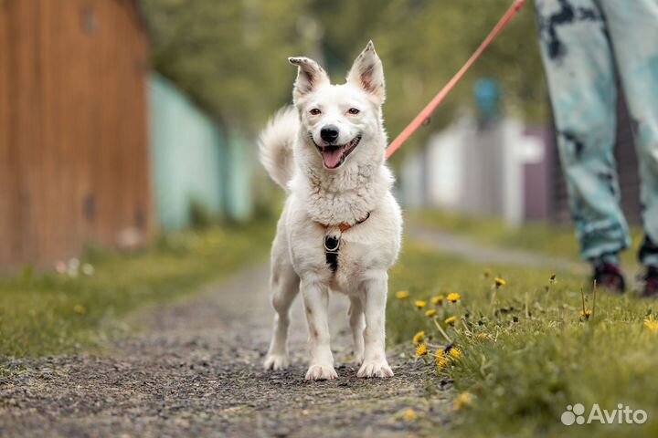 Миниатюрная Тэффи в добрые руки