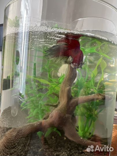 Рыбка петушок