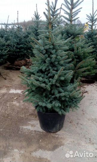 Ели голубые в горшках
