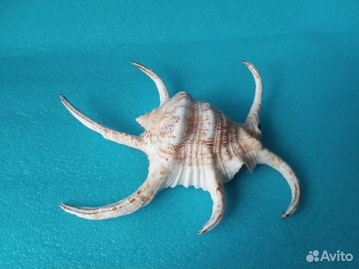 Ракушка Lambis chiragra Шри-Ланка 245 мм