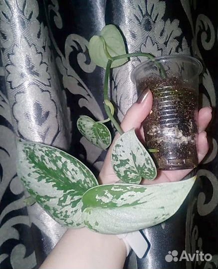 Хойя finlaysonii