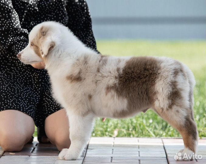 Щенки австралийская овчарка аусси