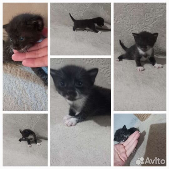 Котята котёнок