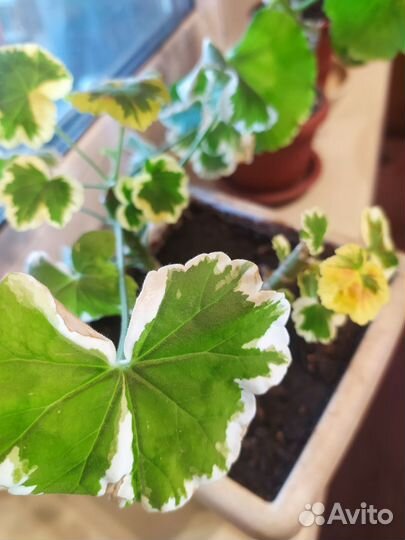 Цветы комнатные