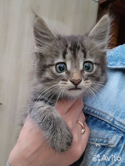 Котенок в самые добрые руки
