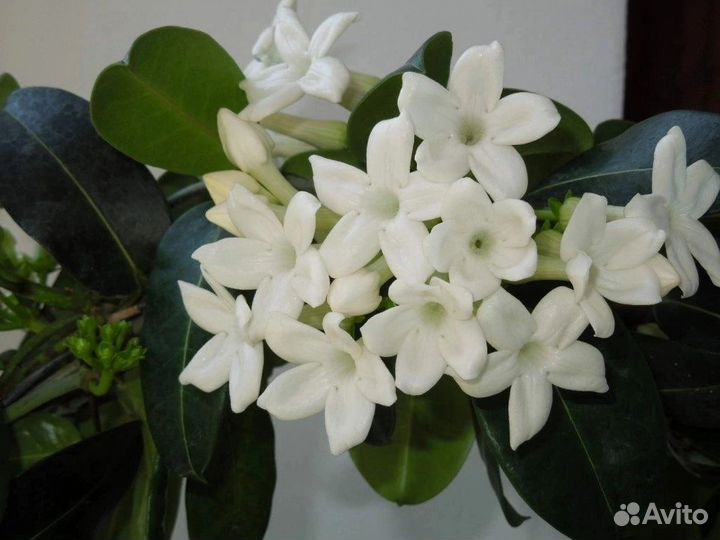 Стефанотис