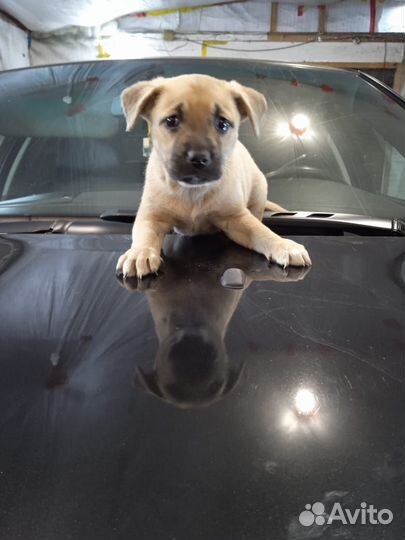 Щенок девочка стафф в добрые руки, бесплатно