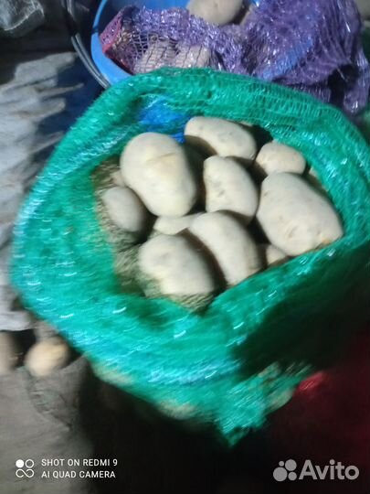 Продам картофель домашний