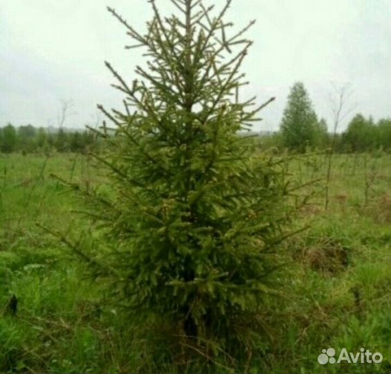 Ели саженцы в горшках