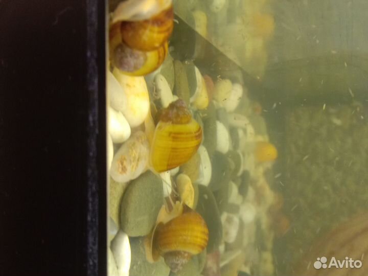 Улитки аквариумные ампулярии